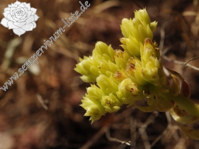 Reisebericht: Opletnya, W