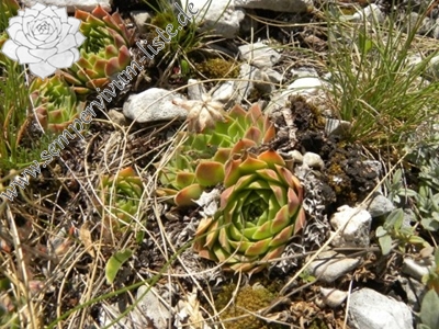 heuffelii glabrum Titelbild