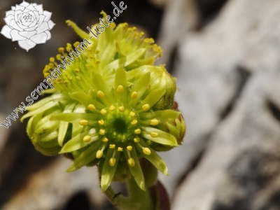 Reisebericht: Magaro, NO Abhang