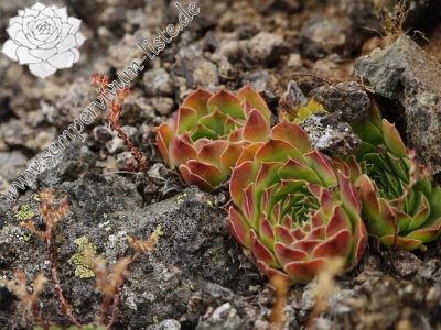 Reisebericht: Sattel zwischen Sokolov vis und Veliki krš