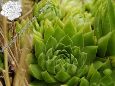 Reisebericht: Bratislava, Parlament