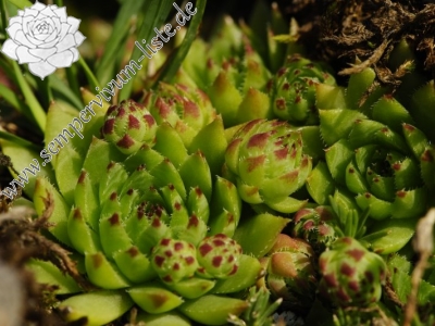 Reisebericht: Príslop nad Bielou