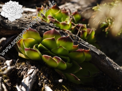 Reisebericht: Musala, nahe der Hütte