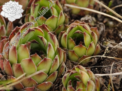 Reisebericht: Ilinden