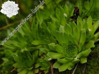 Reisebericht: Kozí hrebeň