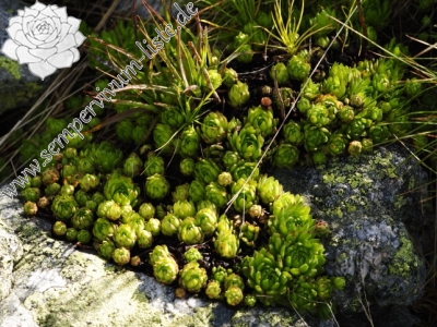 Reisebericht: Kondratova kopa, SW Abhang