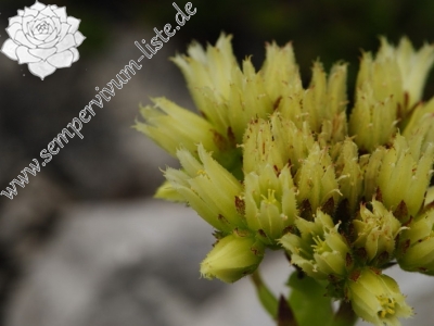 Reisebericht: Bielé skaly, Sattel Vráta