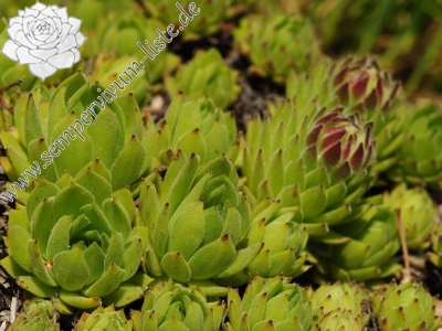 Reisebericht: Sladná skala 1