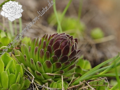 Reisebericht: Veľký Grič 1