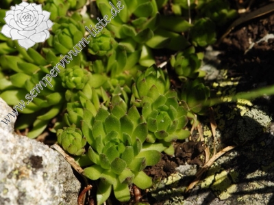 Reisebericht: Zamrznutý kotol, N