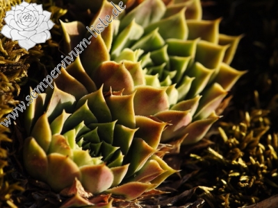 Reisebericht: Belogradčik O