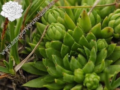 Reisebericht: Veľký Rozsutec