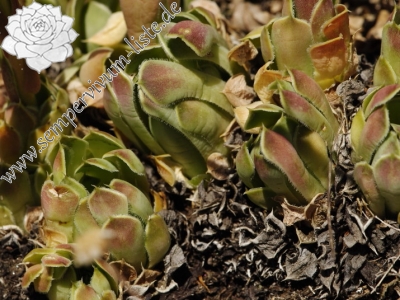 Reisebericht: Kozjak , SO Abhang