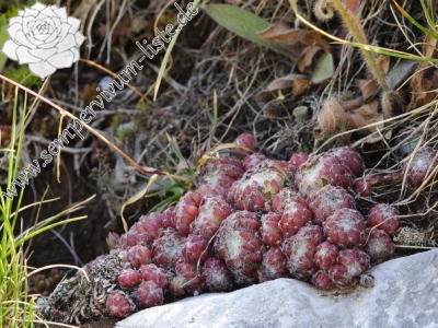 Reisebericht: Tepeno, östl. Abhang