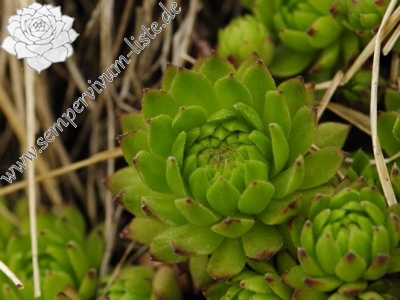 Reisebericht: Ostrva, N Abhang