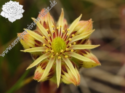 Reisebericht: Ilinden, N Abhang