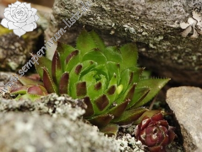 Reisebericht: Makovište 2