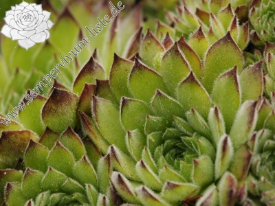 Reisebericht: Veliki krš 1