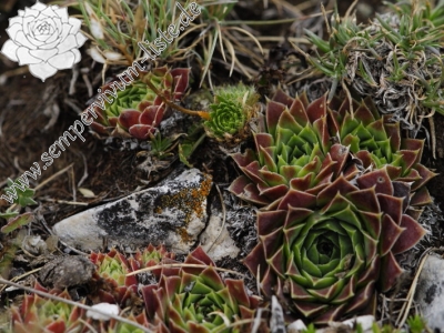 Reisebericht: Kenanica