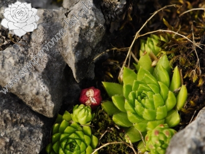 Reisebericht: Javorina