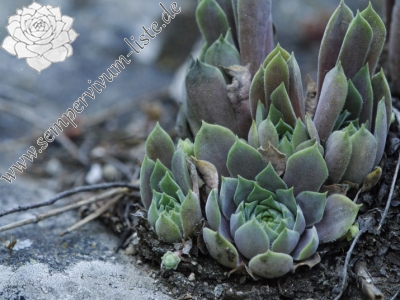 Reisebericht: Beli Iskar