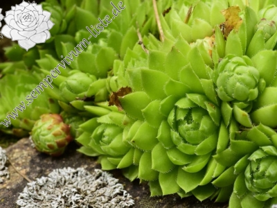 Reisebericht: Rejštejn