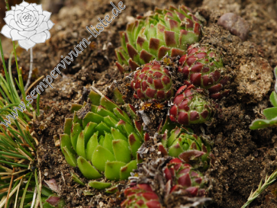 Reisebericht: Týřov