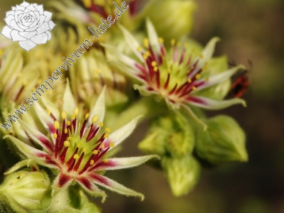 Reisebericht: Prolom Banja, Mitte