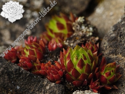 Reisebericht: Sivý kameň