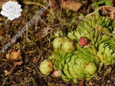 Reiseberichte: Sepuska