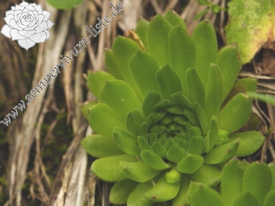 Reisebericht: Malý svah