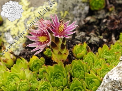 Reisebericht: Príslop, unter dem Gipfel