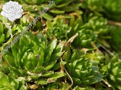 Reisebericht: Boseň, Burg Valečov