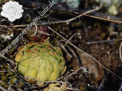Reisebericht: Trubínský vrch