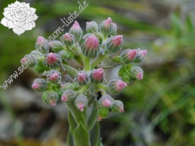 Reisebericht: Rila (oberhalb des Klosters)