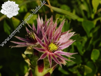 Reisebericht: Zbojnícka pláň, W