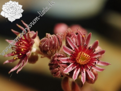 Reisebericht: Golem Korab, O 2