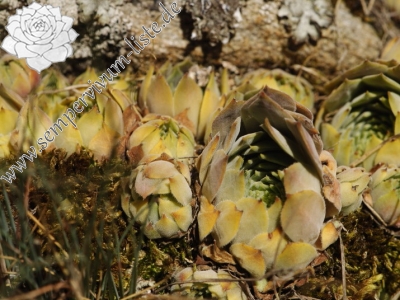 Reisebericht: Dalgia Rid, oben