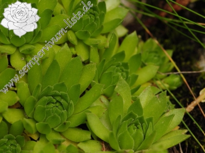 Reisebericht: Račkova dolina