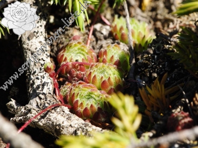 Reisebericht: Stiv (N Abhang Steinmeer)