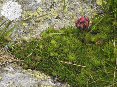 Reisebericht: Jakubina, Gipfel