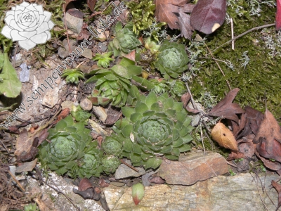 Reisebericht: Manětín, Vuršův mlýn