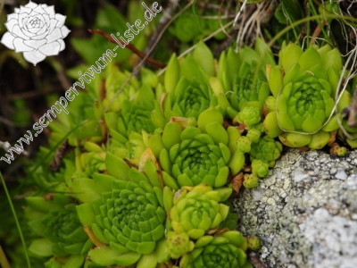 Reisebericht: Jalovská kopa, Abhang