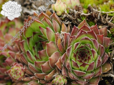 Reisebericht: Stiv, O Abhang