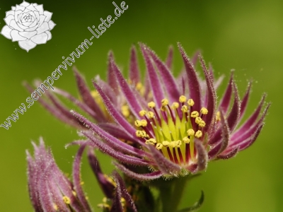 Reisebericht: Kozi Wierch