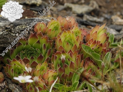 Reisebericht: Golem Korab, Abhang