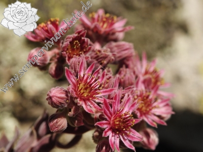 Reisebericht: Dalgia Rid, unten 2