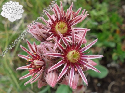 Reisebericht: Durmitor NP (2 forms)