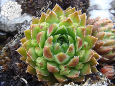 Reisebericht: Žumberačko gorje