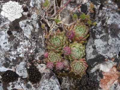 Reisebericht: Hohe Wand